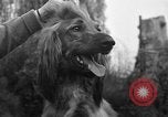 Standbild nationalen Winter dog show Los Angeles California USA, 1937, aus Sekunde 33 historischem Filmmaterial Videoclip 65675069217