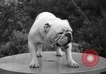 Standbild nationalen Winter dog show Los Angeles California USA, 1937, aus Sekunde 34 historischem Filmmaterial Videoclip 65675069217