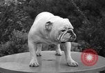 Standbild nationalen Winter dog show Los Angeles California USA, 1937, aus Sekunde 35 historischem Filmmaterial Videoclip 65675069217