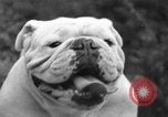 Standbild nationalen Winter dog show Los Angeles California USA, 1937, aus Sekunde 36 historischem Filmmaterial Videoclip 65675069217