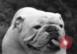 Standbild nationalen Winter dog show Los Angeles California USA, 1937, aus Sekunde 37 historischem Filmmaterial Videoclip 65675069217