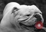 Standbild nationalen Winter dog show Los Angeles California USA, 1937, aus Sekunde 38 historischem Filmmaterial Videoclip 65675069217