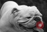 Standbild nationalen Winter dog show Los Angeles California USA, 1937, aus Sekunde 39 historischem Filmmaterial Videoclip 65675069217