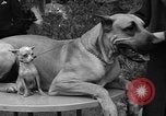 Standbild nationalen Winter dog show Los Angeles California USA, 1937, aus Sekunde 44 historischem Filmmaterial Videoclip 65675069217