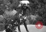 Standbild nationalen Winter dog show Los Angeles California USA, 1937, aus Sekunde 45 historischem Filmmaterial Videoclip 65675069217