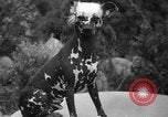 Standbild nationalen Winter dog show Los Angeles California USA, 1937, aus Sekunde 46 historischem Filmmaterial Videoclip 65675069217