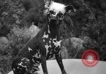 Standbild nationalen Winter dog show Los Angeles California USA, 1937, aus Sekunde 47 historischem Filmmaterial Videoclip 65675069217
