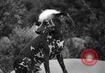 Standbild nationalen Winter dog show Los Angeles California USA, 1937, aus Sekunde 48 historischem Filmmaterial Videoclip 65675069217