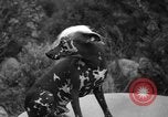 Standbild nationalen Winter dog show Los Angeles California USA, 1937, aus Sekunde 49 historischem Filmmaterial Videoclip 65675069217