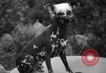 Standbild nationalen Winter dog show Los Angeles California USA, 1937, aus Sekunde 50 historischem Filmmaterial Videoclip 65675069217
