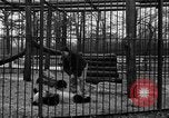 Image Ruth McCombs Harkness Brookfield Illinois USA, 1938, de la seconde 11 séquences d'archives historiques vidéo 65675069221