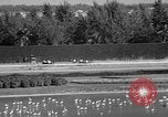 Image of War Admiral Miami Florida USA, 1938, second 34 stock footage video 65675069223