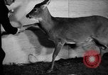 Image of Outdoorsman sports show New York United States USA, 1938, second 43 stock footage video 65675069226