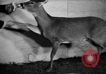 Image of Outdoorsman sports show New York United States USA, 1938, second 44 stock footage video 65675069226