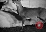 Image of Outdoorsman sports show New York United States USA, 1938, second 45 stock footage video 65675069226