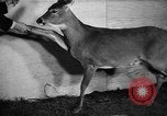 Image of Outdoorsman sports show New York United States USA, 1938, second 46 stock footage video 65675069226