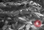 Image of sturgeon fish Russia, 1961, second 10 stock footage video 65675069265