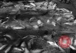 Image of sturgeon fish Russia, 1961, second 11 stock footage video 65675069265