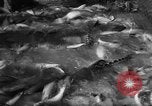 Image of sturgeon fish Russia, 1961, second 12 stock footage video 65675069265