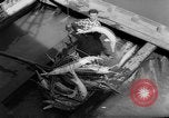 Image of sturgeon fish Russia, 1961, second 13 stock footage video 65675069265