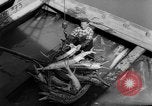 Image of sturgeon fish Russia, 1961, second 14 stock footage video 65675069265
