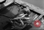 Image of sturgeon fish Russia, 1961, second 15 stock footage video 65675069265