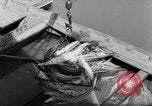 Image of sturgeon fish Russia, 1961, second 19 stock footage video 65675069265