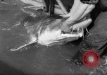 Image of sturgeon fish Russia, 1961, second 20 stock footage video 65675069265