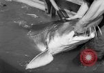 Image of sturgeon fish Russia, 1961, second 21 stock footage video 65675069265