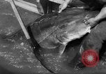 Image of sturgeon fish Russia, 1961, second 22 stock footage video 65675069265