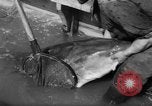 Image of sturgeon fish Russia, 1961, second 23 stock footage video 65675069265