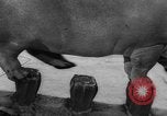 Image of a circus Russia, 1961, second 40 stock footage video 65675069267