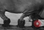 Image of a circus Russia, 1961, second 42 stock footage video 65675069267