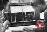 Image of German Aerial reconnaissance WW2 Poland, 1939, second 46 stock footage video 65675069326
