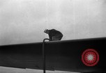 Immagine di VP-6 Patrol Squadron La Corea del Nord, 1950, secondo 55 filmato di repertorio 65675069376