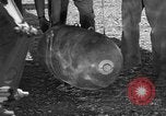 Image P-38 mission de bombardement Sicile Italie, 1943, de la seconde 31 séquences d'archives historiques vidéo 65675069417