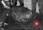 Image P-38 mission de bombardement Sicile Italie, 1943, de la seconde 33 séquences d'archives historiques vidéo 65675069417