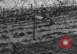 Immagine di Ostacoli di spiaggia Regno Unito, 1942, secondo 36 filmato di repertorio 65675069428