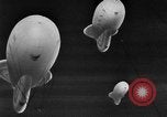 Image of barrage balloon United States USA, 1943, second 7 stock footage video 65675069448