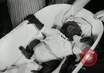 Immagine di Baby gorilla Anacortes Washington USA, 1951, secondo 10 filmato di repertorio 65675069469