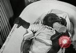 Immagine di Baby gorilla Anacortes Washington USA, 1951, secondo 19 filmato di repertorio 65675069469