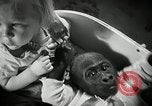 Immagine di Baby gorilla Anacortes Washington USA, 1951, secondo 23 filmato di repertorio 65675069469