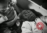 Immagine di Baby gorilla Anacortes Washington USA, 1951, secondo 24 filmato di repertorio 65675069469