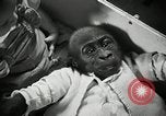 Immagine di Baby gorilla Anacortes Washington USA, 1951, secondo 25 filmato di repertorio 65675069469