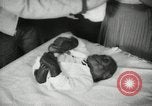 Immagine di Baby gorilla Anacortes Washington USA, 1951, secondo 41 filmato di repertorio 65675069469