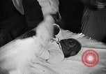 Immagine di Baby gorilla Anacortes Washington USA, 1951, secondo 42 filmato di repertorio 65675069469