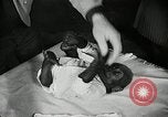 Immagine di Baby gorilla Anacortes Washington USA, 1951, secondo 43 filmato di repertorio 65675069469