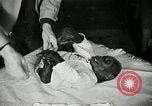 Immagine di Baby gorilla Anacortes Washington USA, 1951, secondo 44 filmato di repertorio 65675069469