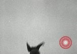 Image Tokle Memorial jump New York United States USA, 1951, de la seconde 62 séquences d'archives historiques vidéo 65675069470