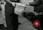Image of buffalo calf joins 510th Tank Battalion as mascot Germany, 1954, second 9 stock footage video 65675069473